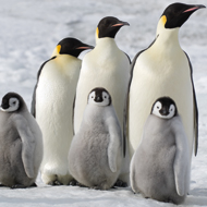 Die Reise der Pinguine 2

