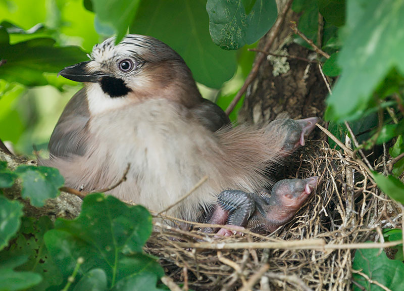 Eichelhäher mit Jungen im Nest