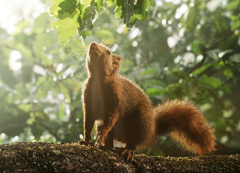 Ein Eichhörnchen steht auf einem dicken Ast und schnuppert nach oben