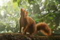 Ein Eichhörnchen steht auf einem dicken Ast und schnuppert nach oben