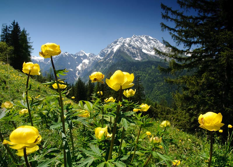Bergwiese mit gelben Trollblumen