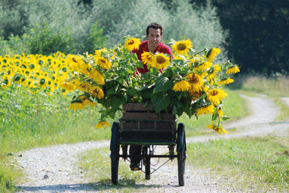 Willi auf einem Lastenrad mit lauter Sonnenblumen