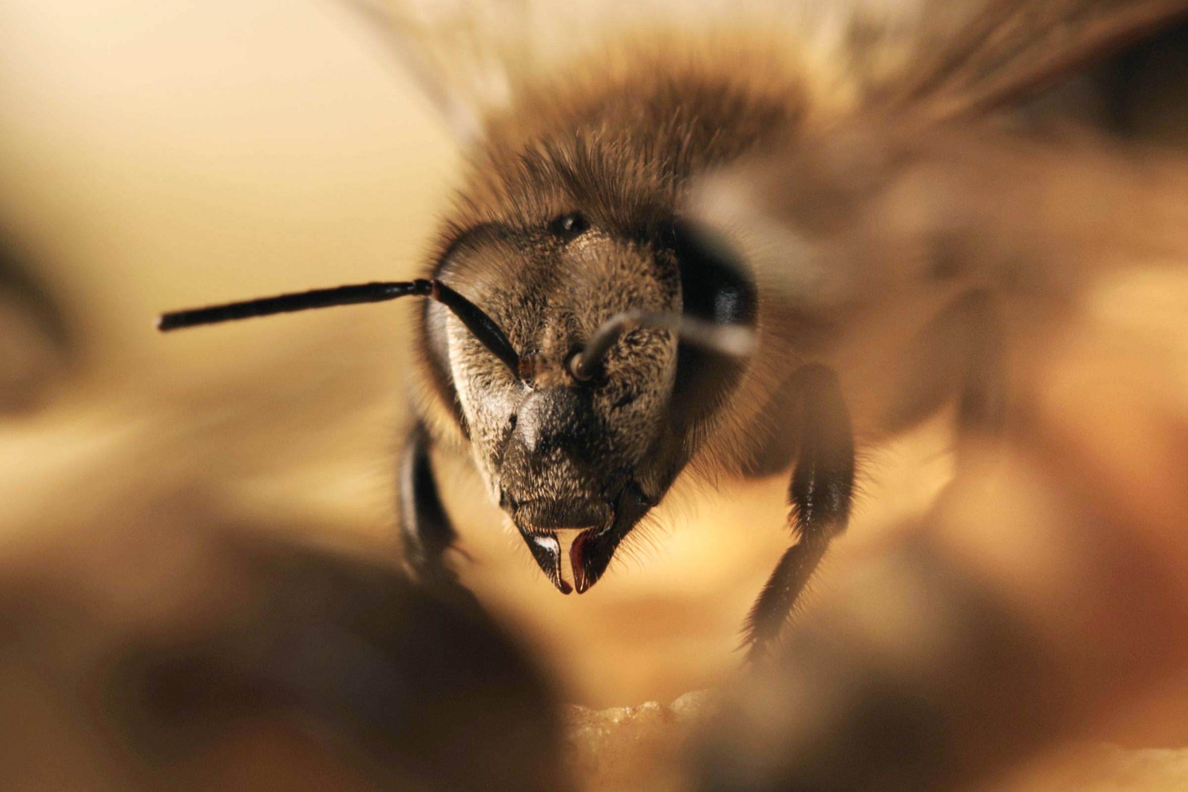 Kopf einer Biene mit Fühlern in Großaufnahme